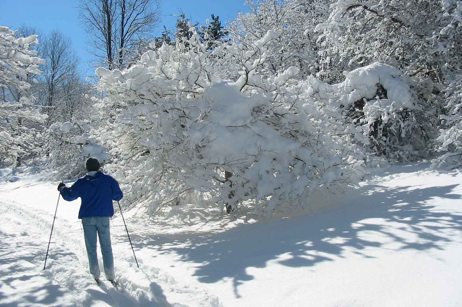 beaver meadow